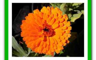 Симптомы скрытого мастита у коровы и способы его лечения