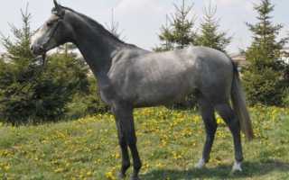 Каштановая, красная, оленья: все разнообразие гнедой масти