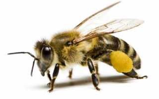 Пчелиная семья