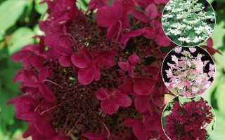 Как правильно сажать и ухаживать за гортенщией Вимс Ред