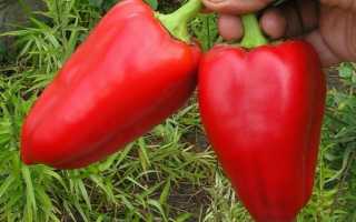 Сладкий перец Айвенго: описание, посадка и уход