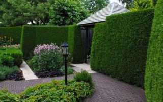 Бирючина обыкновенная – особенности посадки, ухода и размножения