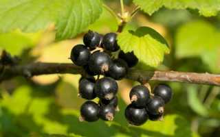 Смородина «Лентяй» — описание сорта. Фото и отзывы