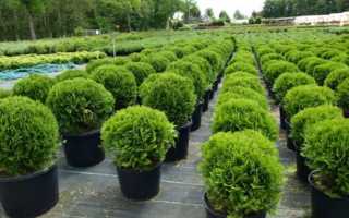 Правила выращивания туи восточной Ауреа Нана