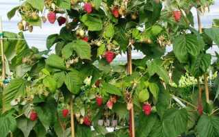 Выращивание малинового дерева, способы размножения штамбовой малины на даче