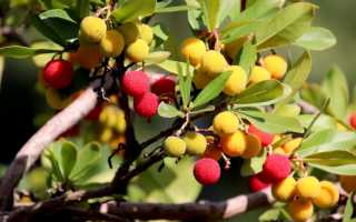 Личи — что это за фрукт как его едят и чем он полезен