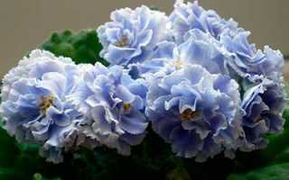 Как правильно ухаживать за фиалкой Голубой Туман в домашних условиях