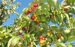 Косточки кизила лечебные свойства и противопоказания