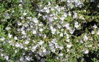 Чабер многолетний, альпийский, горный: посадка и уход