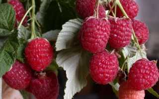 Малина Полка: отзывы, фото урожая, описание и характеристика