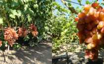 Виноград Юлиан – характеристики сорта, посадка и выращивание