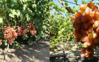 Виноград Юлиан – характеристики сорта, посадка и выращивание