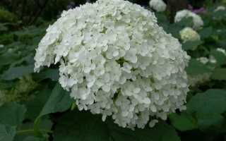 Почему желтеют листья у гортензии метельчатой