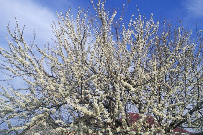 Абрикос Черный Бархат цветет