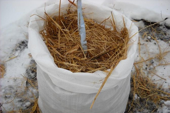 Абрикос Черный Бархат - подготовка к зиме