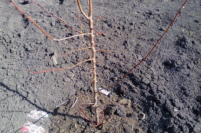 Абрикос Черный Бархат - посадка