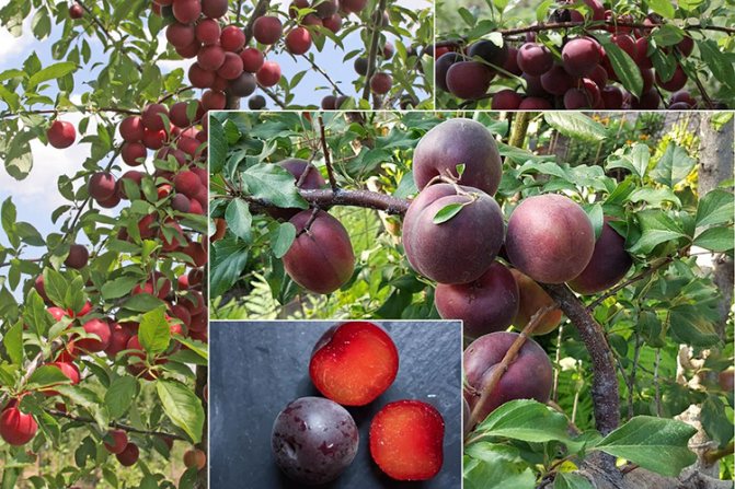 Абрикос Черный Бархат - урожайность