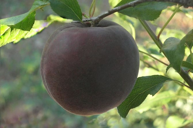 Абрикос Черный Бархат