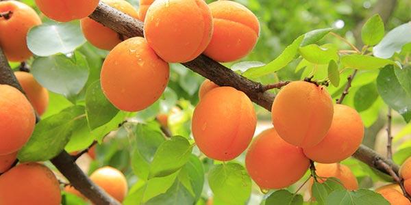 Абрикос-польза