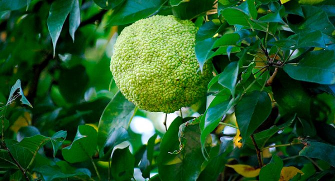 Адамово яблоко – что такое?