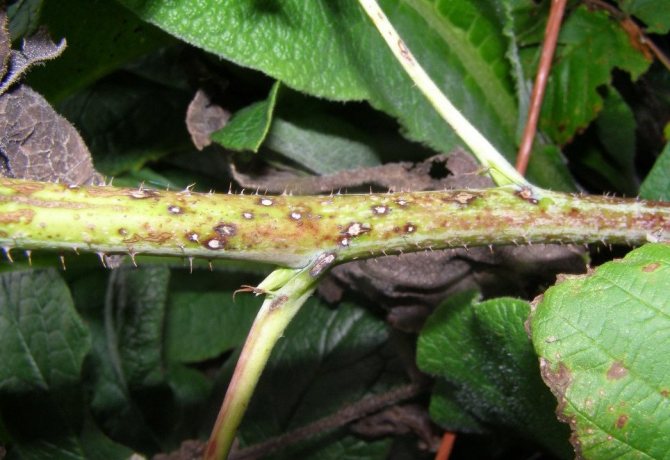 Антракноз малины