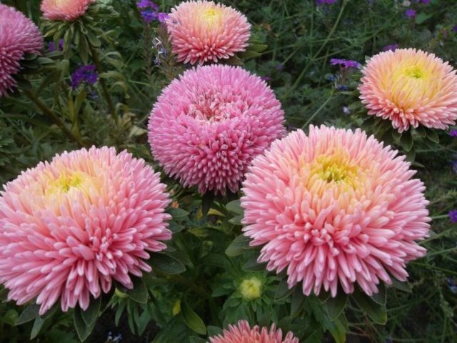 Астра китайская: выращивание из семян, когда сажать, отзывы