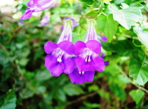 Азарина лазающая