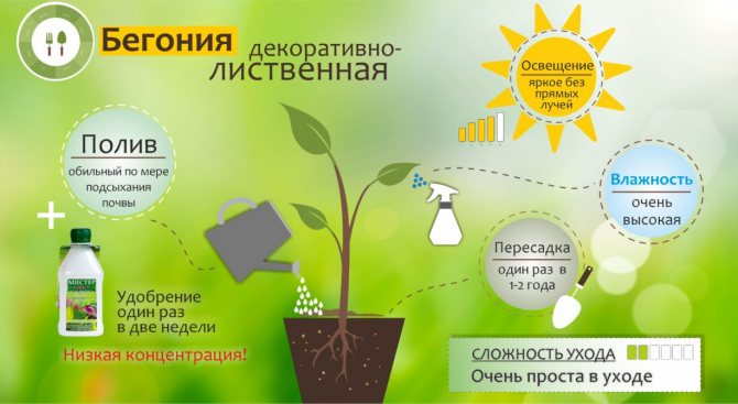 бегония лиственная