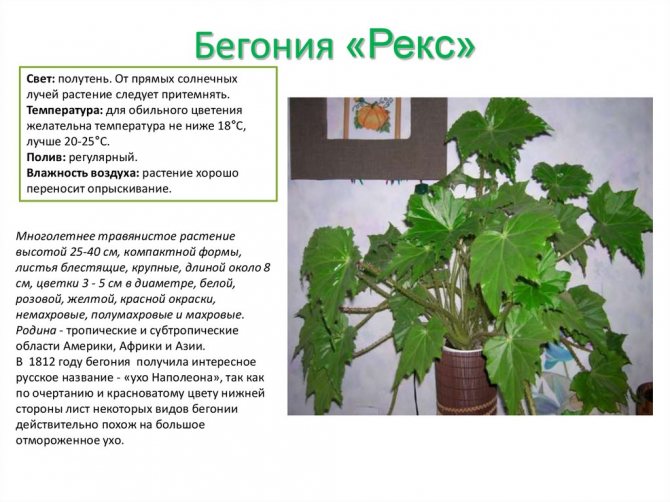 бегония рекс