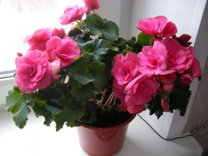 бегония в домашних условиях