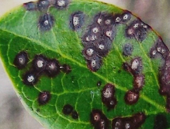 белая пятнистость