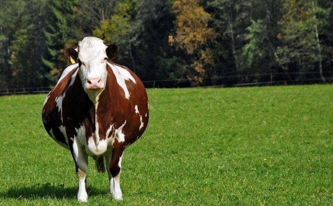 беременная коровка