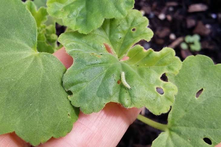 Болезни Герани - причины и их лечение, фото и описание