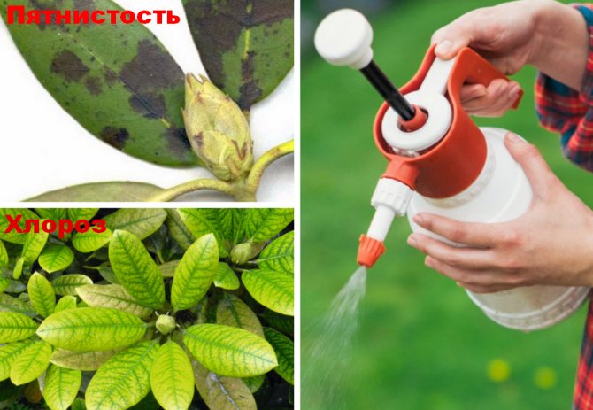 Борьба с болезнями рододендрона