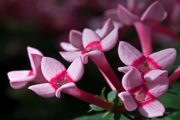 Бувардия фото