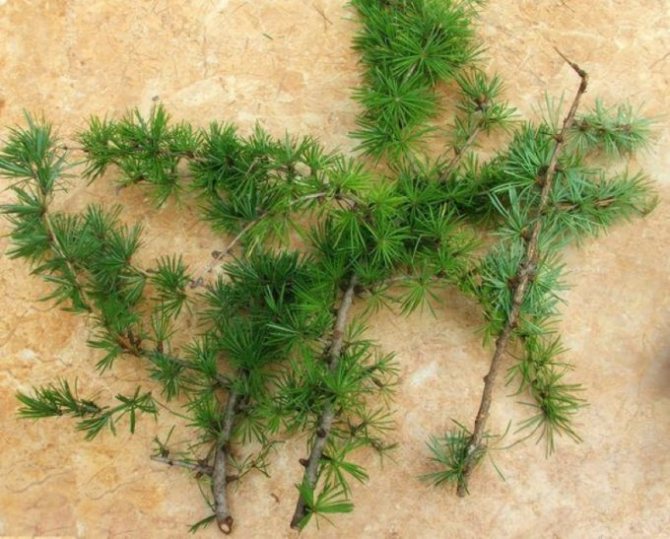 Черенки лиственницы