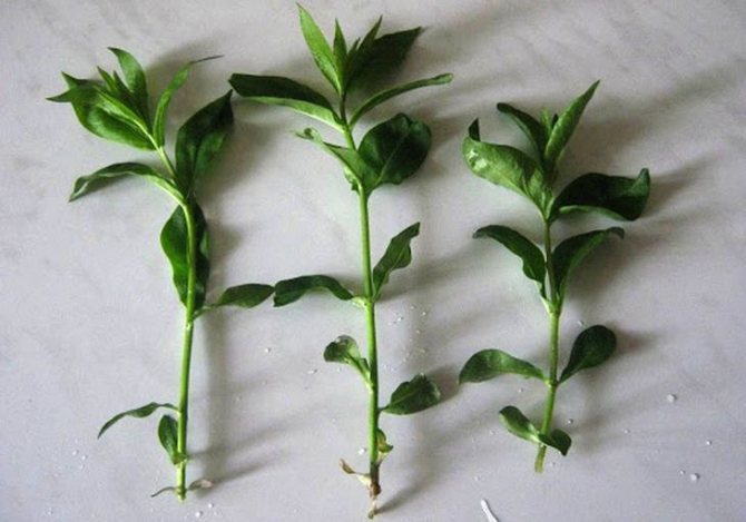 Черенки вероники