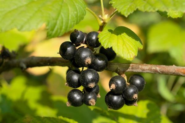Чёрная смородина «Лентяй» фото