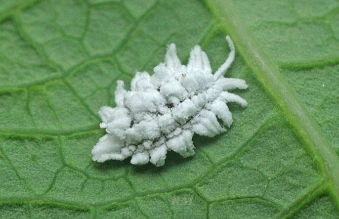 Червец мучнистый