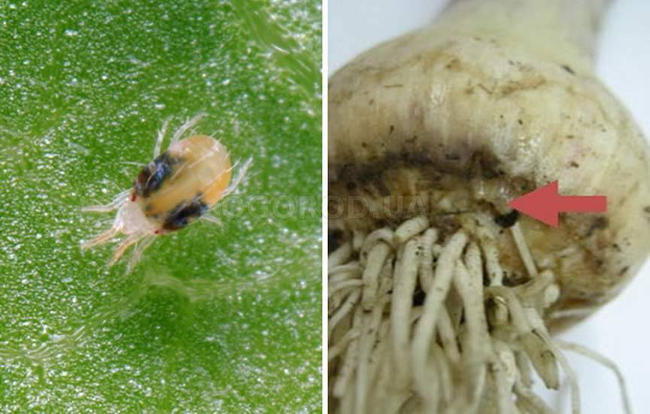 чесночный клещ