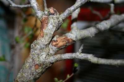 Что делать, если у яблони отслаивается кора: причины и лечение оголенного ствола