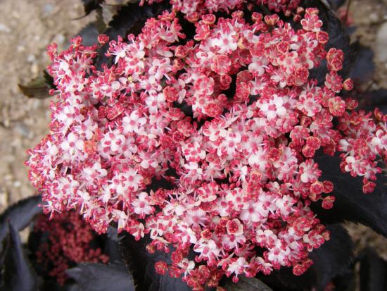 цветение бузины черной