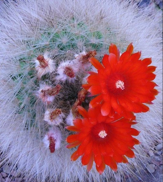 цветет кактус красными цветами