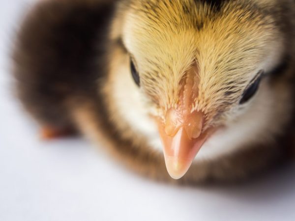 Цветные бройлеры Сассо