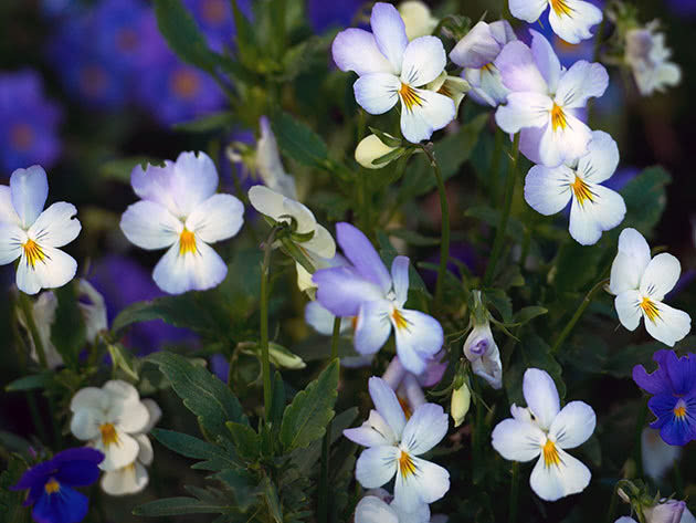 Цветок виола