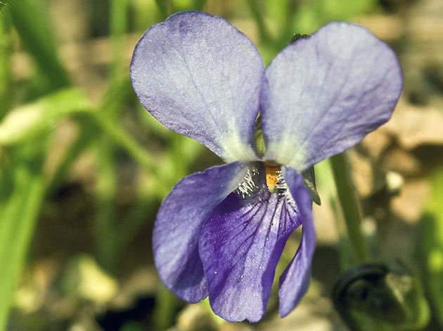 Цветок виола