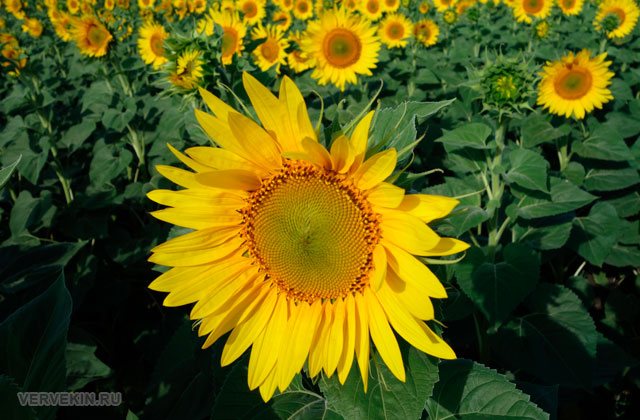 Цветущее поле подсолнечника