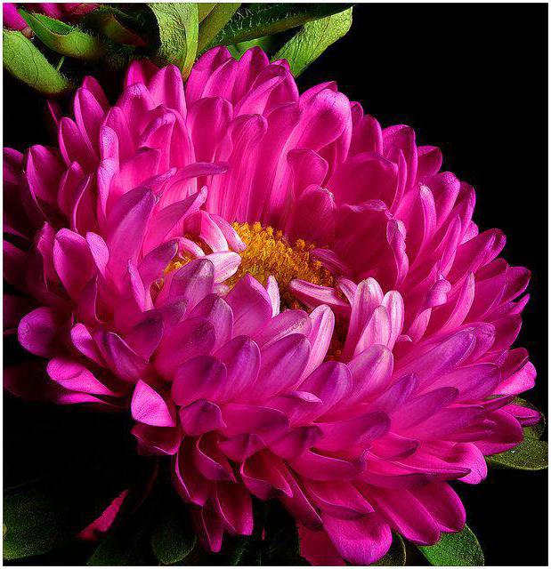 цветы для дачи