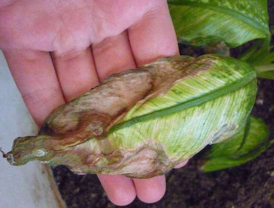 Диффенбахия подвержена нападению вредителей, которые вредят ей и поражают лиственную систему