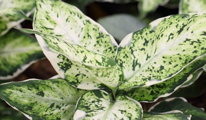 Диффенбахия